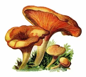 Images Dated 1st November 2017: mushroom false chanterelle