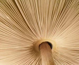 Images Dated 2nd October 2017: Mushroom gills