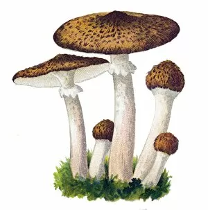 Images Dated 3rd November 2017: mushroom honey fungus