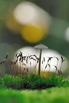 Funguses Prints: Mushroom and moss