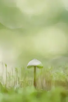 Funguses Prints: Mushroom and moss