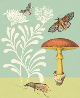Illustratio Prints: Mushroom and Moths