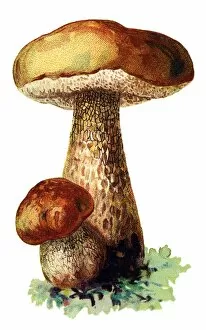 Images Dated 1st November 2017: mushroom penny bun, cep, porcino, porcini