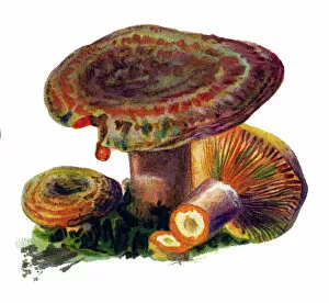 Images Dated 3rd November 2017: mushroom saffron milk cap, red pine mushroom