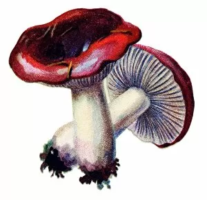 Images Dated 1st November 2017: mushroom sickener, emetic russula, or vomiting russula