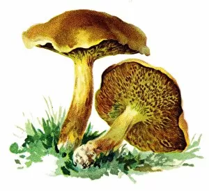 Images Dated 1st November 2017: mushroom slippery jack, sticky bun, brown cap, bolete fungus