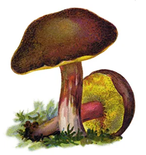 Edible Mushrooms, Victorian Botanical Illustration Collection: mushroom suede bolete, brown and yellow bolet, boring brown bolete, yellow-cracked bolete