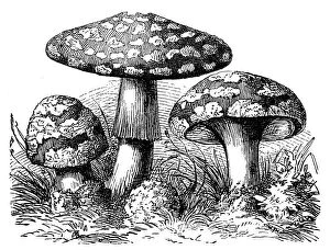 Edible Mushrooms, Victorian Botanical Illustration Collection: A mushroom, or toadstool, is the fleshy, spore-bearing fruiting body of a fungus