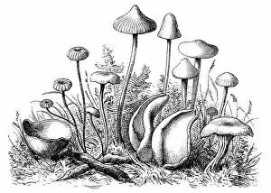 Edible Mushrooms, Victorian Botanical Illustration Collection: Mushrooms