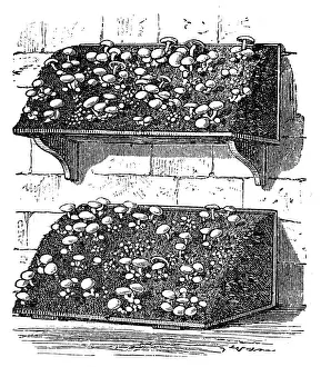 Gourmet Prints: Mushrooms cultivating