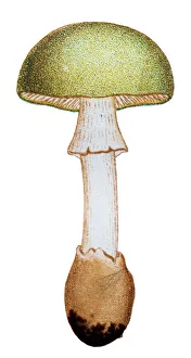 Dead Collection: Mushrooms and fungi: Amanita phalloides (death cap)