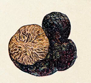 Edible Mushrooms, Victorian Botanical Illustration Collection: Mushrooms and fungi: Black Truffle
