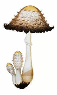 Images Dated 11th March 2015: Mushrooms and fungi: Coprinus comatus (shaggy ink cap, lawyers wig)