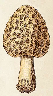 Mushrooms and fungi: Morchella esculenta (morel, yellow morel)