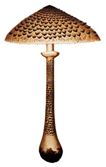 Mushrooms and fungi: Parasol mushroom (Macrolepiota procera or Lepiota procera)
