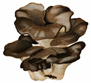 Images Dated 11th March 2015: Mushrooms and fungi: Pleurotus ostreatus