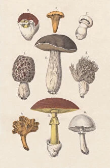 Images Dated 24th September 2013: Mushrooms, hand-colored lithograph, published in 1880