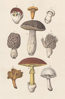 Fungus Prints: Mushrooms, hand-colored lithograph, published in 1880