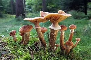 Mushrooms, honey fungus (Armillaria mellea) growing in moss