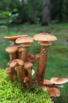 Basidiomycetes Prints: Mushrooms, honey fungus (Armillaria mellea) growing in moss