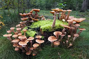 Basidiomycetes Prints: Mushrooms, honey fungus (Armillaria mellea) growing on a moss-covered stump
