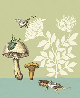 Illustratio Prints: Mushrooms Insects and Flowers