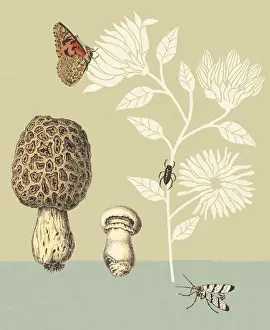 Prints of Mushrooms Insects and Flowers A Curated Collection of Warm Elegance: Mushrooms Insects and Flowers