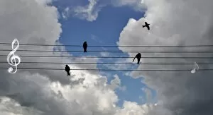 Four Animals Collection: Music in the clouds