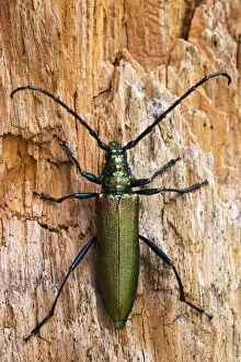 Cerambycidae Gallery: Musk Beetle -Aromia moschata-, Tyrol, Austria