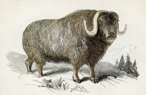 Images Dated 25th April 2017: Musk bull engraving 1851