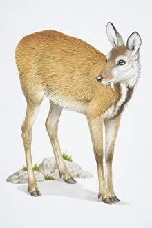 Hoofed Mammal Gallery: Musk Deer, Moschus moschiferus, brown deer with long teeth