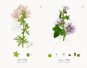 Musk Mallow, Malva moschata, Victorian Botanical Illustration, 1863