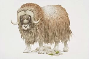 Hoofed Mammal Gallery: Musk ox (Ovibos moschatus), shaggy coated with curving horns