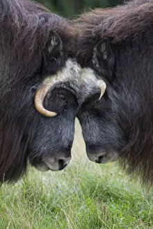 Musk Oxen -Ovibos moschatus- in Skandinavisk Dyrepark or Scandinavian Wildlife Park, Jutland, Denmark