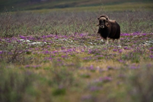 Muskox, Arctic National Wildlife Refuge, Alaska