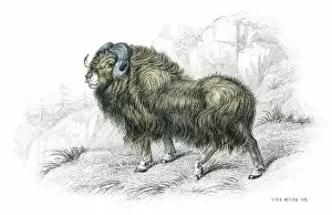 Images Dated 26th May 2017: Muskox lithograph 1884