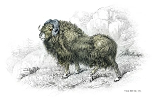 Images Dated 26th May 2017: Muskox lithograph 1884