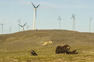 Images Dated 18th June 2017: Muskox (Ovibos moschatus) near wind farm, Nome, Alaska, USA