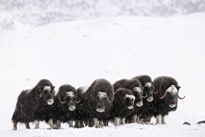 Images Dated 1st March 2010: Muskoxen (Ovibos moschatus)