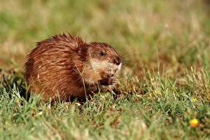Feeding Collection: Muskrat -Ondatra zibethicus-, adult sitting on the shore of a pond eating grass, Illmitz