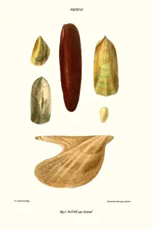 Mollusc Prints: mussel shell