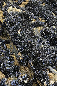 Mussels -Mytilus- on a rock on the coast of Newquay, Cornwall, England, United Kingdom, Europe