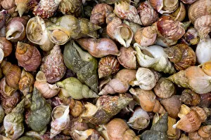 Faroe Islands Collection: Mussels in shells, Faroe Islands, Denmark