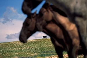 Three mustang mares in pastoral landscape, old stallion in distance