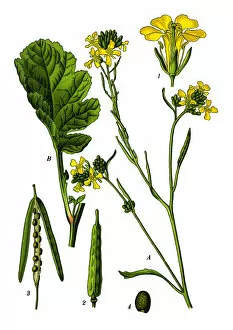 Medicinal and Herbal Plant Illustrations Collection: mustard flower