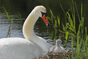 Mute Swan with cygnet -Cygnus olor- on nest, Germany, Europe