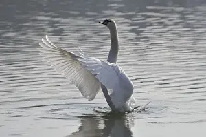 Movements Prints: Mute Swan (Cygnus olor)
