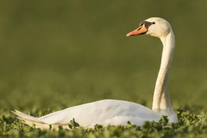 Images Dated 27th March 2011: Mute Swan -Cygnus olor- in a canola field -Brassica napus-, Fuldabrueck, Hesse, Germany, Europe