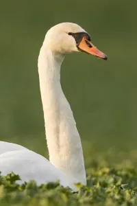 Neck Prints: Mute Swan -Cygnus olor- in a canola field -Brassica napus