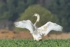 Spreading Out Prints: Mute Swan -Cygnus olor- in a canola field -Brassica napus
